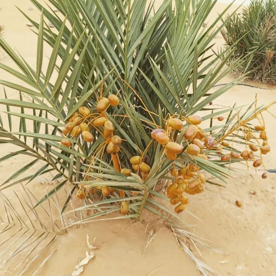 Готель Restcamp Ergchebbi Мерзуга Екстер'єр фото